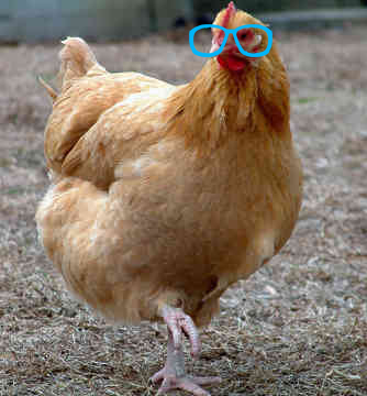 Chickens in glasses